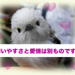 動物大好き一家に育った私が選ぶ、飼いやすいペットランキング